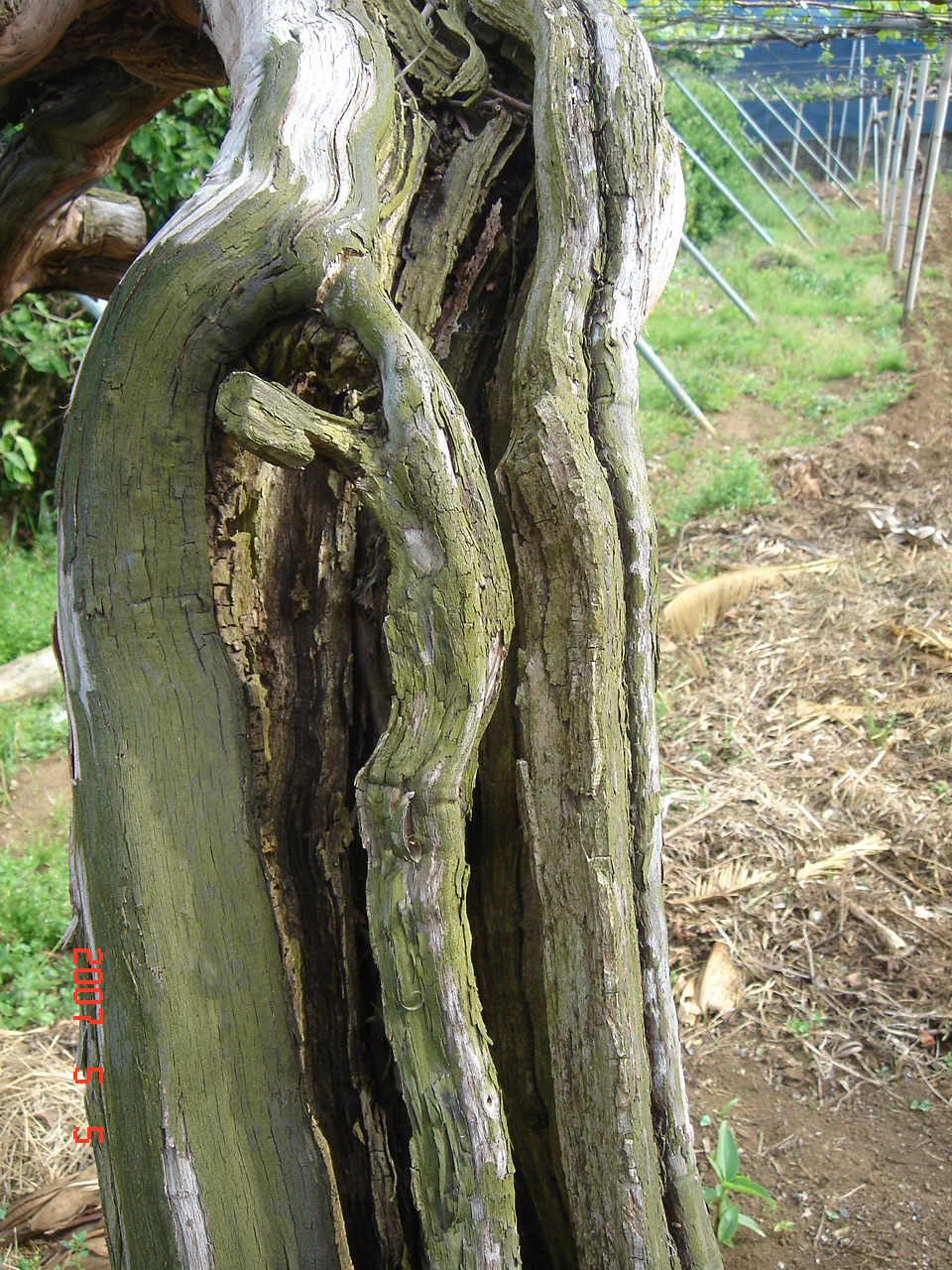 ���V�q�����b�g